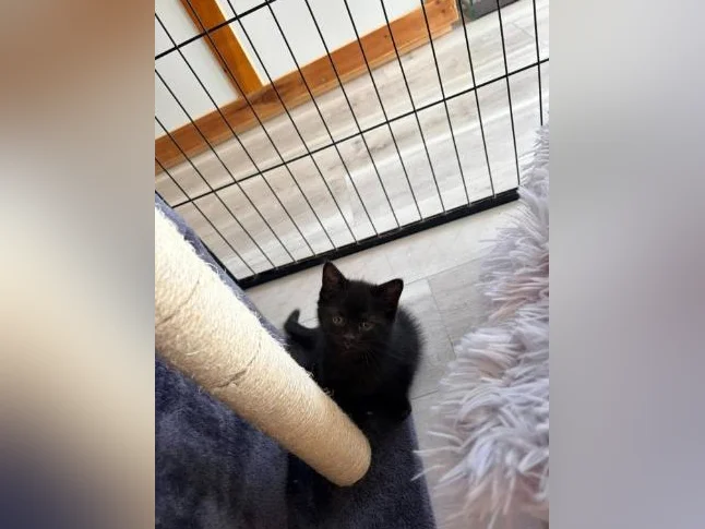 European shorthair tigré/ croisé 200$ (négociable UN PEU) thumbnail 10
