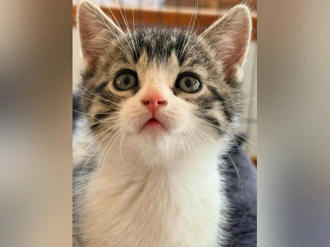 European shorthair tigré/ croisé 200$ (négociable UN PEU) thumbnail 8