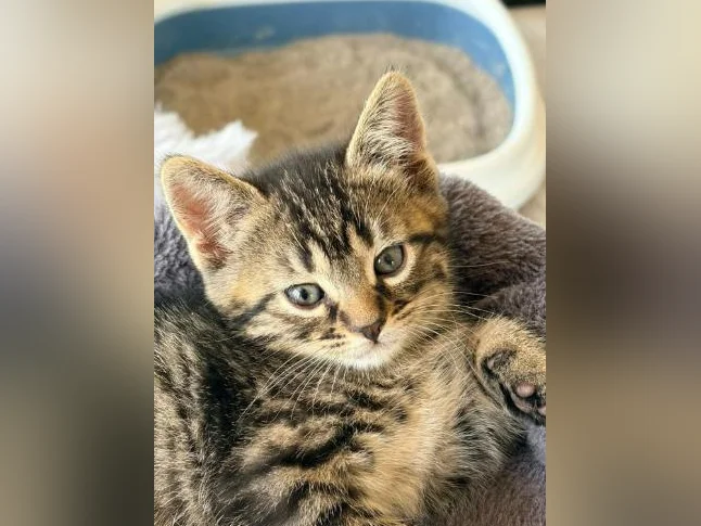 European shorthair tigré/ croisé 200$ (négociable UN PEU)