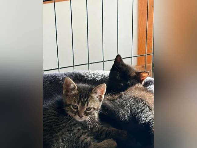 European shorthair tigré/ croisé 200$ (négociable UN PEU) thumbnail 9