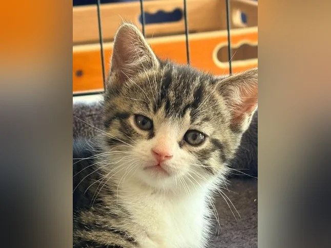 European shorthair tigré/ croisé 200$ (négociable UN PEU) thumbnail 2