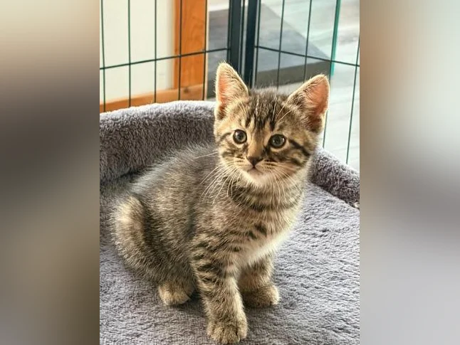 European shorthair tigré/ croisé 200$ (négociable UN PEU) thumbnail 5