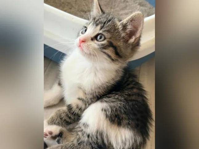 European shorthair tigré/ croisé 200$ (négociable UN PEU) thumbnail 4