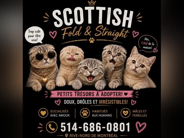**CHATONS SCOTTISH FOLD TOP QUALITE**