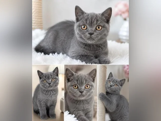 **CHATONS SCOTTISH FOLD TOP QUALITE** thumbnail 5