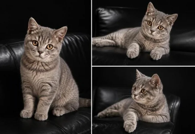 **CHATONS SCOTTISH FOLD TOP QUALITE** thumbnail 2
