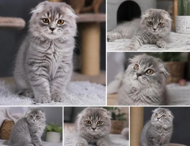 **CHATONS SCOTTISH FOLD TOP QUALITE** thumbnail 4