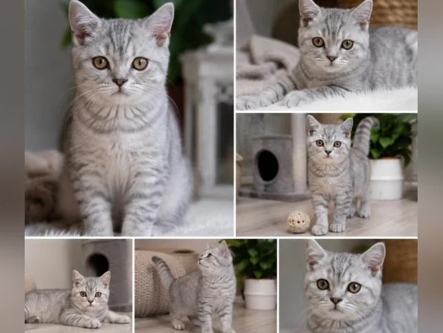 **CHATONS SCOTTISH FOLD TOP QUALITE** thumbnail 3
