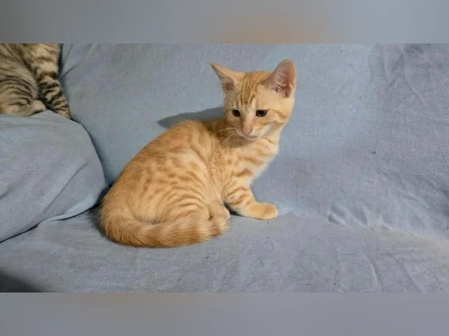 Chatons bengal vermifugés thumbnail 4