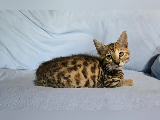 Chatons bengal vermifugés thumbnail 3