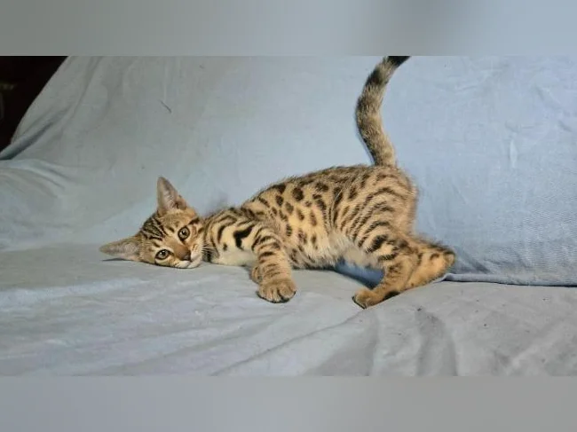 Chatons bengal vermifugés thumbnail 9