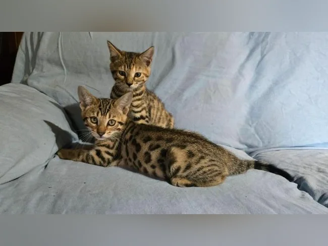 Chatons bengal vermifugés