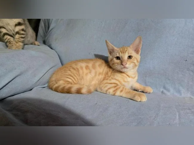 Chatons bengal vermifugés thumbnail 5
