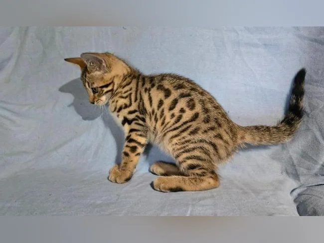 Chatons bengal vermifugés thumbnail 8