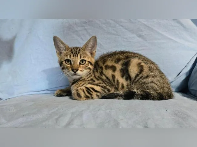 Chatons bengal vermifugés thumbnail 6