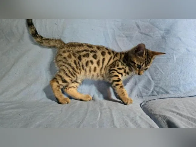 Chatons bengal vermifugés thumbnail 7