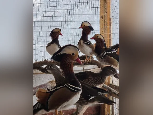 canetons de canard mandarin thumbnail 3