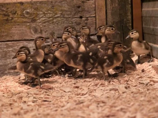 canetons de canard mandarin