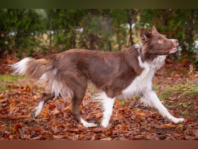Chiots border collie CBCA thumbnail 5