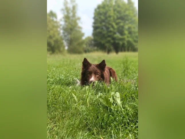 Chiots border collie CBCA thumbnail 4