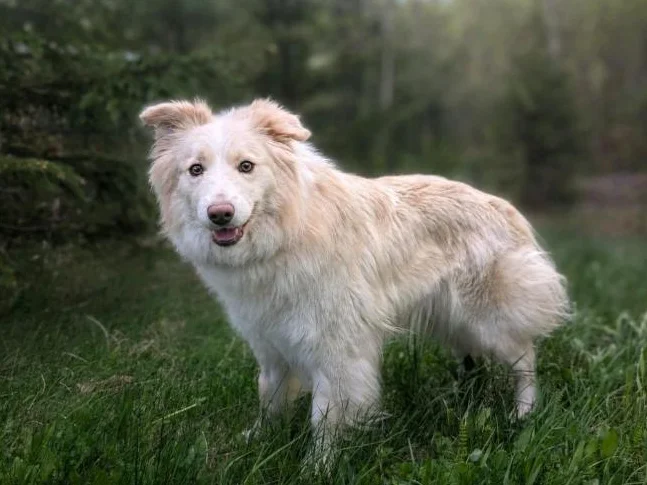 Chiots border collie CBCA thumbnail 3