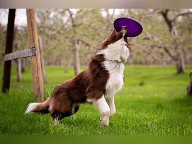 Chiots border collie CBCA thumbnail 6