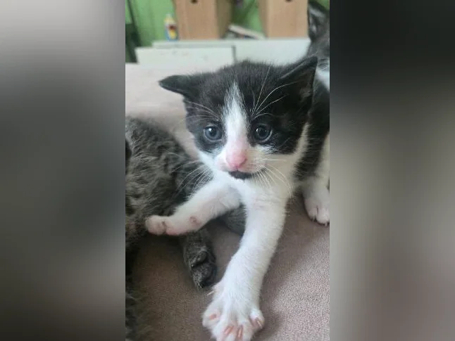 Chaton