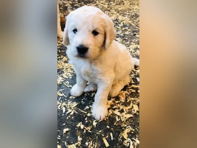Goldens retrievers enregistrés CKC