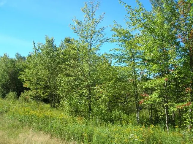 Terrain de villégiature – 10,5 acres zoné blanc thumbnail 4