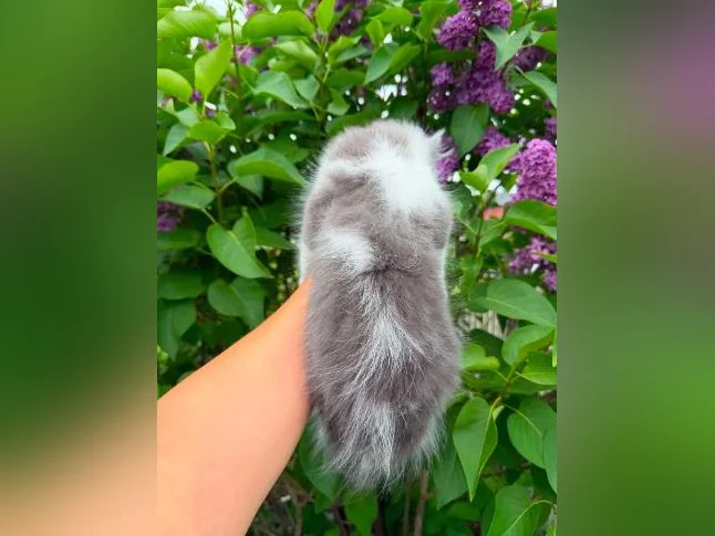 Maine coon thumbnail 2