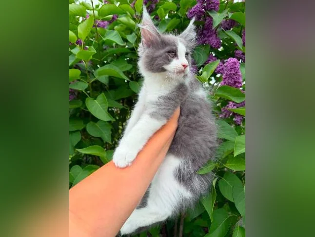 Maine coon