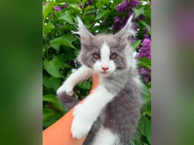 Maine coon thumbnail 3