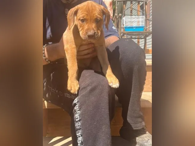 Chiot X à vendre thumbnail 8