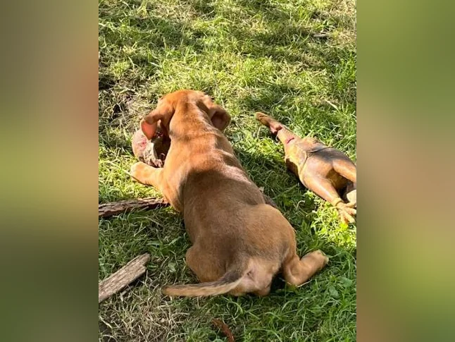 Chiot X à vendre thumbnail 5