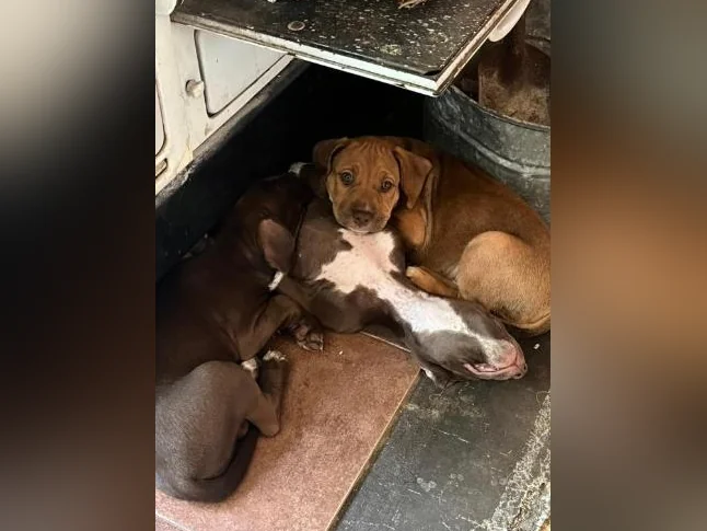 Chiot X à vendre thumbnail 7