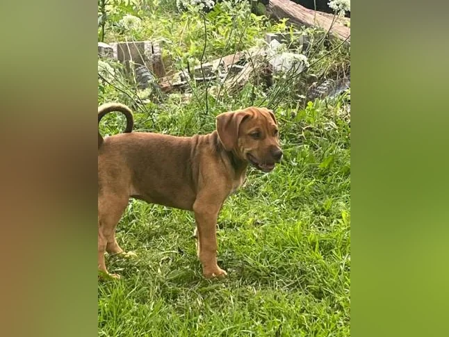 Chiot X à vendre