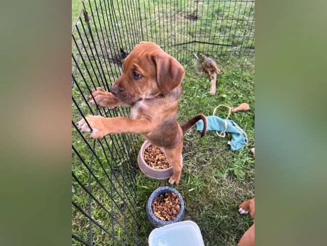 Chiot X à vendre thumbnail 6