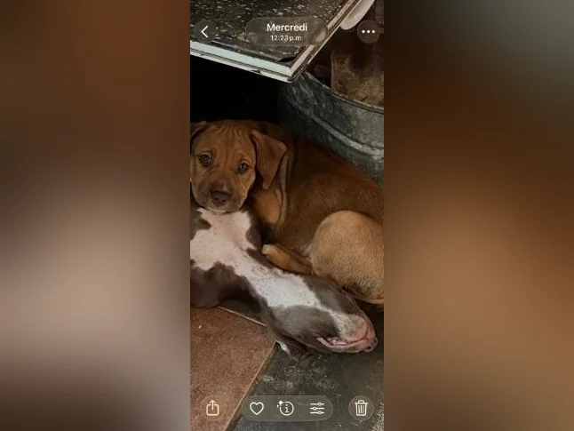 Chiot X à vendre thumbnail 4