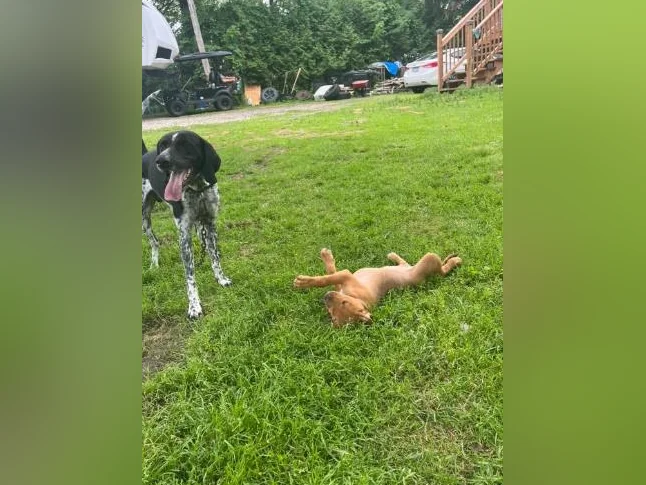 Chiot X à vendre thumbnail 10