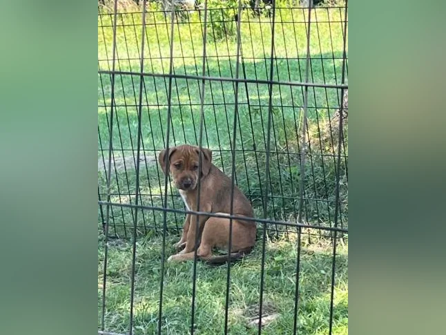 Chiot X à vendre thumbnail 2