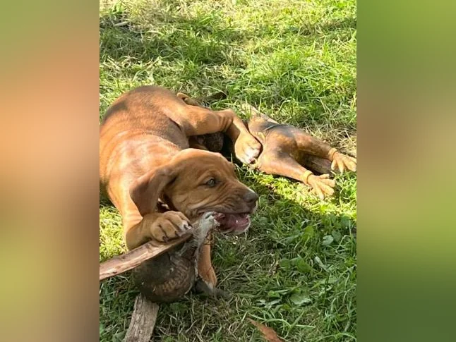 Chiot X à vendre thumbnail 3