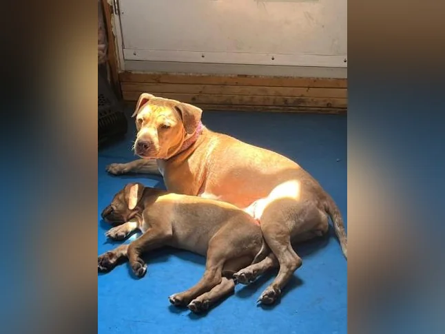 Chiot X à vendre thumbnail 9