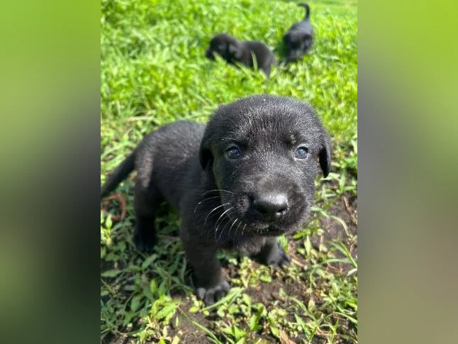 Chiots Sheprador❤️( vaccinés ) thumbnail 8
