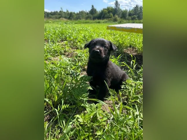 Chiots Sheprador❤️( vaccinés ) thumbnail 7