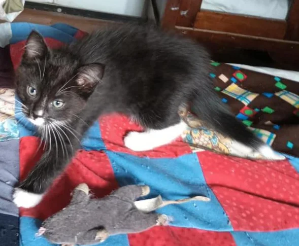 Chatons à vendre