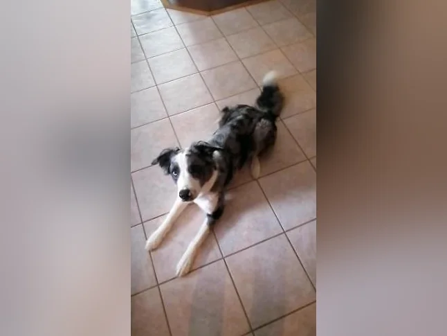 Chien à donner