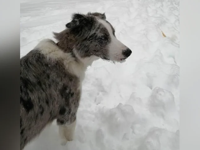 Chien à donner thumbnail 2