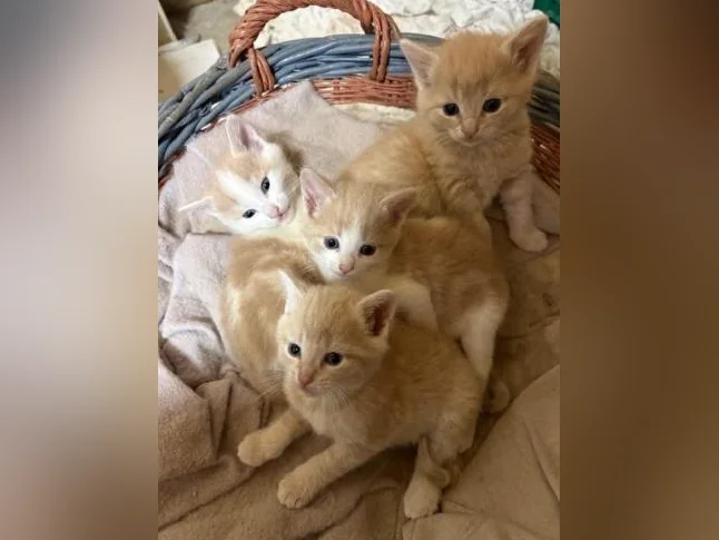 Belle petite chatte âgée de 9 semaines thumbnail 2