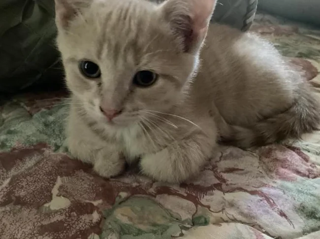 Belle petite chatte âgée de 9 semaines