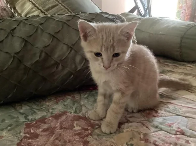 Belle petite chatte âgée de 9 semaines thumbnail 3